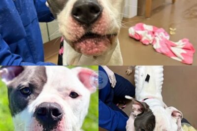 From Emaciation to Transformation: Hallelujah the “Skeleton” Dog’s Incredible Journey from Suffering to Health and Hope, Waiting for a Forever Family