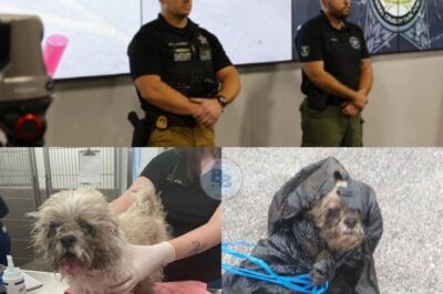 16-Year-Old Shih Tzu Abandoned in Trash Bag After Owners’ Passing: Xyla’s Miraculous Rescue and the Arrest of the Man Who Callously Discarded Her Like Garbage