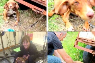 Abandoned, Chained, and Left to Starve: Duke the Puppy’s Remarkable Rescue and Recovery After Suffering Brutal Abuse, Leading to a Loving Forever Home in England