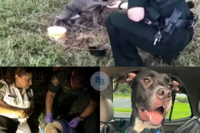 Tied to a Pole and Left to Suffer: Liam the Dog’s Touching Rescue and Incredible Recovery Proves that Even After Abuse, Love and Forgiveness Can Shine Through