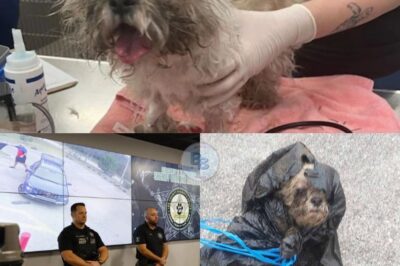 “16-Year-Old Shih Tzu Found Abandoned in Dumpster, Rescued and Recovered After Heartless Act of Cruelty Sparks Investigation and Arrest”