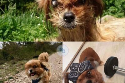 “Once a Scary Stray, Frodo’s Remarkable Transformation from Neglect to Love Now Has Him Thriving in His New Forever Home”