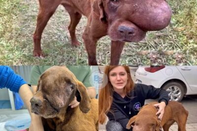 A Helpless Dog Collapses on a Rural Road, His Face Distorted by a Giant Tumor—One Woman’s Courage and Compassion Lead to a Life-Saving Rescue and Unbreakable Bond