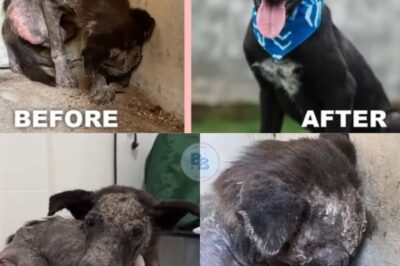 From a Life Spent in Unbroken Darkness Since One Month Old, He Trembled as the First Harsh Light Shattered His Only World and Revealed an Unknown Future