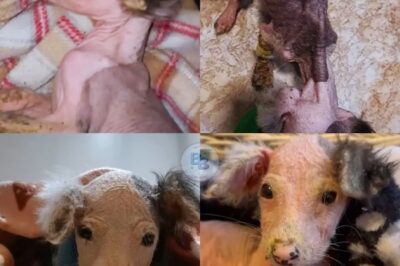 From Starvation and Cruel Abandonment to Healing in Gentle Hands—A Fragile Puppy Fights for Life and Learns the Meaning of Love Through a Stranger’s Compassion