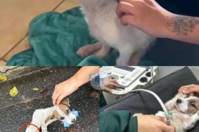 From Streets and Broken Bones to a Life of Hope—Tiny Puppy Clark Overcomes Malnutrition, Spinal Injury, and Pain Through Surgery and Unyielding Determination