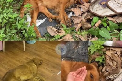 In a Race Against Time, Villagers Join Forces to Save a Poisoned Dog—Transforming Cruelty and Desperation into a Story of Unity, Hope, and Redemption