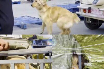 From a Taped Cage and Days of Suffering to Safety and Trust—A Resilient Golden Retriever’s Journey from Cruel Abandonment to Hope and a Second Chance at Life