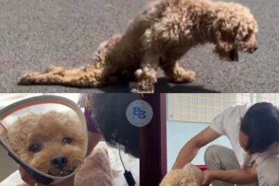 From Scorching Streets to Rolling Freedom—A Paralyzed Dog Overcomes Injury, Heat, and Despair to Rediscover Joy and Mobility Through a Custom Wheelchair and Unwavering Compassion