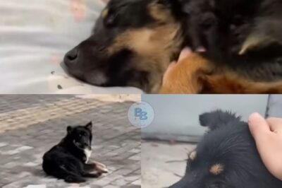 Through Rain, Loss, and Illness, a Loyal Stray Dog Stood by His Fallen Friend and Found Healing in the Hands of Patient, Compassionate Rescuers