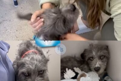 The Heartbreaking Story of Chewy: A Dog’s Journey from Suffering to Happiness After the Shocking Discovery of His Condition