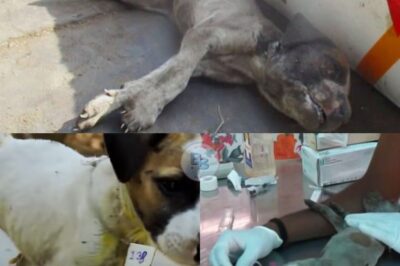 A Miraculous Turnaround: How Lilly the Puppy Overcame Despair to Thrive Against All Odds
