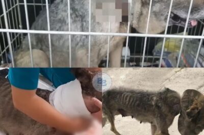 From Suffering to Happiness: Felicity’s Remarkable Transformation from Abused Dog to Cherished Pet in Germany