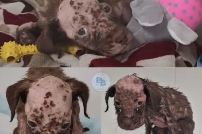 Lak’s Journey from Abuse to Hope: A Young Puppy’s Remarkable Transformation and New Life in a Loving Home