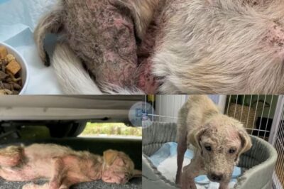 From Despair to Hope: Dog’s Incredible 10-Month Recovery After Being Left to Die Under a Car
