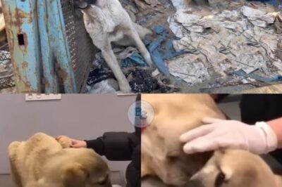 From Suffering to Strength: Sunko’s Remarkable Journey of Resilience and Recovery Against All Odds
