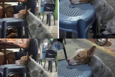 Viral Story Sparks Compassionate Call to Feed and Shelter Stray Dogs in Our Communities