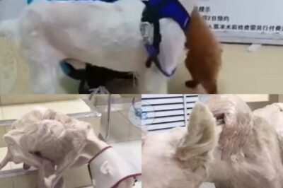 From Suffering to Joy: Mystery’s Miraculous Recovery and Journey to a Loving Forever Home