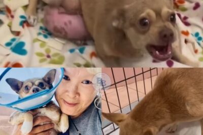 Sassy’s Journey from Abandonment to Love: A Heartwarming Transformation After Life-Saving Surgery