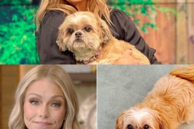 Kelly Ripa is worried about her aging dog’s health: ‘He’s stopped doing most things, and it leaves me completely helpless and scared’
