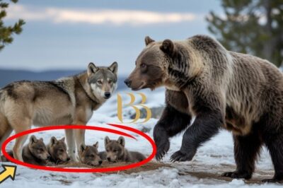 In Yellowstone, a wolf pack faced off against a grizzly bear to defend their pups. A story of loyalty, sacrifice, and the fierce bonds that define survival in the wild.
