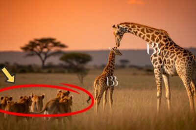In Kenya’s savanna, a mother giraffe defended her calf from a pride of lions. A breathtaking tale of courage, sacrifice, and the hidden strength of the gentle giant.