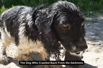 The Dog Who Crawled Back From the Darkness
