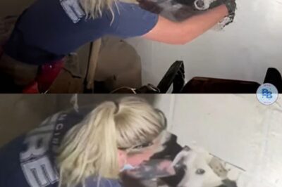 Lost Dog Found After Simple Bathroom Break Gone Wrong