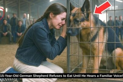 15-Year-Old German Shepherd Refuses to Eat Until He Hears a Familiar Voice!