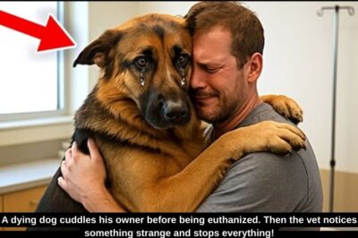 A dying dog cuddles his owner before being euthanized. Then the vet notices something strange and stops everything!
