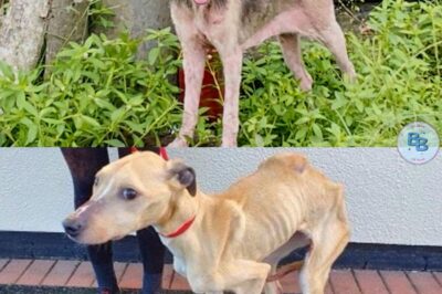 It Took Weeks To Rescue This Hairless, Skinny Dog, But Her Transformation Is Unbelievable