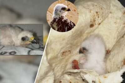 Texas Family Uses Warm Tortilla To Save Freezing Bird’s Life Following Hurricane