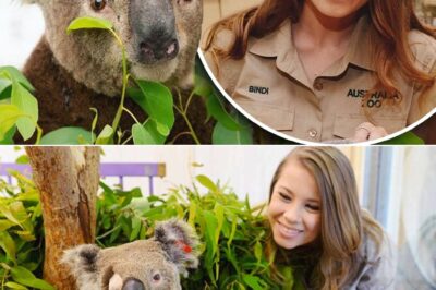 THE MIRACLE AT AUSTRALIA ZOO: Bindi Irwin Saves a Koala from Wildfire — And Six Months Later, It Finds Its Way Back to Her Arms