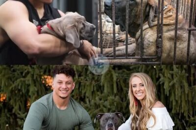 UNBELIEVABLE SHOCKER: NFL Superstar Patrick Mahomes Secretly Rushes Into Animal Shelter on Labor Day Weekend, Personally Pulls 19 Dogs Off the Euthanasia List in a Tearful, Last-Minute Rescue That Stunned Staff, Fans, and the Entire Nation