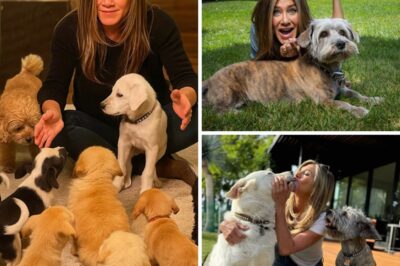 Jennifer Aniston is a deep animal lover, she has quietly adopted more than 10 dogs over the years. The actress shared the reason behind this action that made many people emotional.
