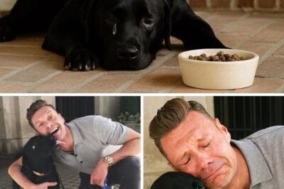 “BREAKING: Ryan Seacrest’s Dog Falls into Depression After Dad’s Hospitalization—He Stops Eating, Family Desperate!” Ryan Seacrest’s world has been turned upside down after his beloved dog Beau fell into a deep depression after his father was hospitalized. Once an energetic companion, Beau has stopped eating and become withdrawn, leaving his family desperate for answers. Despite his busy life, Ryan is doing everything he can to comfort his loyal friend during this heartbreaking time. Fans are both shocked and touched by the love and struggles the dog goes through behind the scenes. The heartbreaking situation exposes the silent trauma of family crises, even for our most beloved pets.
