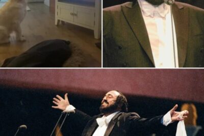 Pavarotti… and PAVA-ROTTY?! The internet wasn’t ready for this four-legged tenor. A golden retriever howled his heart out — right on pitch — in a full-throated duet of ‘Nessun dorma’ alongside the one and only Luciano Pavarotti. 🎶 Was it divine intervention… or just doggone talent? Either way, that final “Vincerò” will have you howling too. Puccini’s ghost is shaking. The aria survived wars, dictators, and X Factor… But it just met its match in a living room with a Bluetooth speaker and one opera-obsessed pup.
