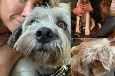 After every major film, Jennifer Aniston secretly gives a special item to… her pet. No one knew the real reason behind this until she revealed it in a rare moment.