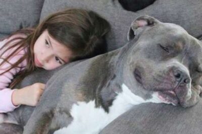 The Dog They Wanted Us to Put Down Is the Only Reason My Daughter Sleeps Through the Night