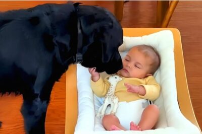 Dog Stayed by Dying Baby Until the End. What He Did Next Made the World Cry.