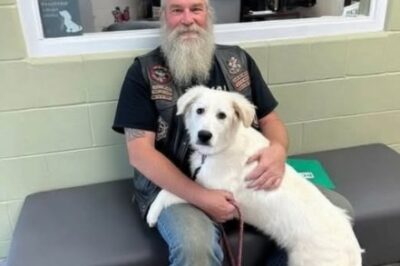 Biker Found This Dog Chained To A Bridge With A Note!