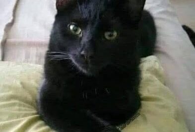 Did you know that if a black CAT approaches you, its a clear sign that!