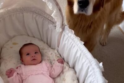 We Nearly Gave Away Our Golden Retriever Because He Barked at the Nanny — But Then I Checked the Camera Footage and Was Stunned