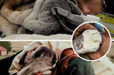 Lewis Hamilton, Eligible F1 Champion, Mourns the Loss of Beloved Dog Roscoe