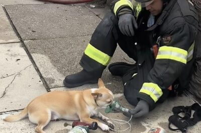 Brave Firefighter Saves Small Chihuahua from Blaze, Risking His Own Life