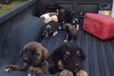 I ended up with a truck full of puppies after stopping for gas in the middle of nowhere