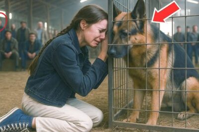 15-Year-Old German Shepherd Refuses to Eat Until He Hears a Familiar Voice!