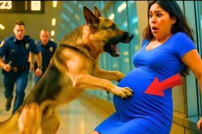 Police Dog Jumps on Pregnant Woman – What They Pulled Out of Her Body Shocked the Airport,