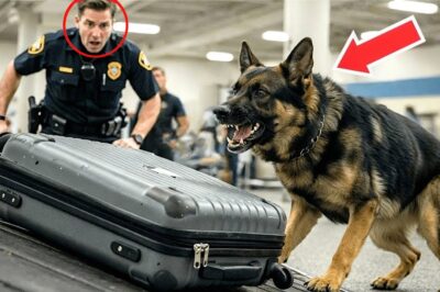 A Police Dog Suddenly Jumped at a Suitcase at the Airport — What Happened Next Stunned Everyone!