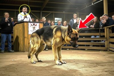 No One Bids on Injured Police Dog at Auction—Then a Quiet Stranger Raises His Hand…